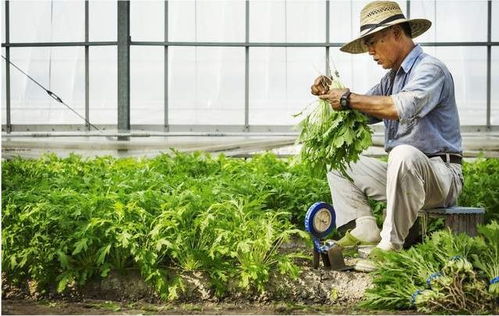 农村姻缘七成八不成:农村姻缘七成八不成,传统与现实的碰撞 农村姻缘七成八不成:农村姻缘七成八不成,传统与现实的碰撞