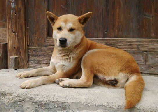 梦见狗要咬我:梦里被狗追咬,潜意识的警示还是恐惧的投射?