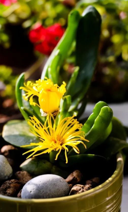 十种最吉利的镇宅花:十种最吉利的镇宅花,招财纳福又旺宅!