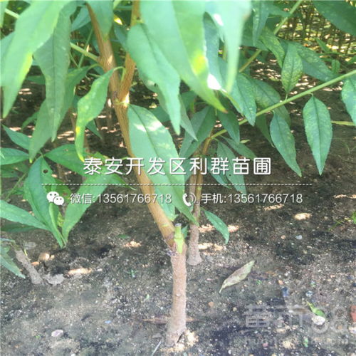 苦木苗多少钱一棵:苦木苗价格指南,一文了解苦木苗多少钱一棵的行情与选购要点 苦木苗多少钱一棵:苦木苗价格指南,一文了解苦木苗多少钱一棵的行情与选购要点