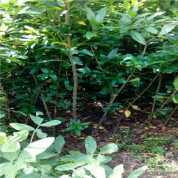 苦木苗多少钱一棵:苦木苗价格指南,一文了解苦木苗多少钱一棵的行情与选购要点 苦木苗多少钱一棵:苦木苗价格指南,一文了解苦木苗多少钱一棵的行情与选购要点