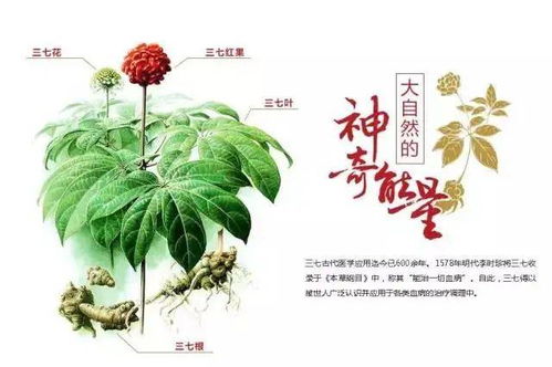板蓝根功效作用与主治:板蓝根,传统中药的现代应用与健康守护 板蓝根功效作用与主治:板蓝根,传统中药的现代应用与健康守护