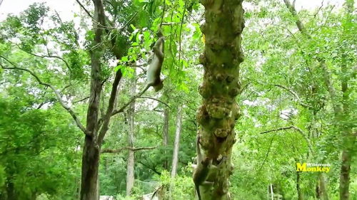 树上掉下来的姻缘小说:树上掉下来的姻缘 树上掉下来的姻缘小说:树上掉下来的姻缘