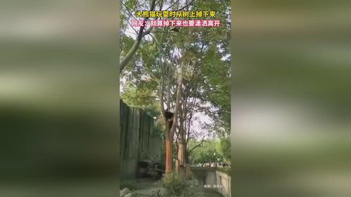 树上掉下来的姻缘小说:树上掉下来的姻缘 树上掉下来的姻缘小说:树上掉下来的姻缘