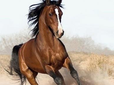 44岁男单身马的姻缘:44岁单身属马男,揭秘你的姻缘真相,2025年感情运势全解析! 44岁男单身马的姻缘:44岁单身属马男,揭秘你的姻缘真相,2025年感情运势全解析!