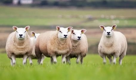 2003年是苦命羊还是富羊:苦命羊还是富羊?2003年属羊人的运势解码,时代洪流中的个体命运 2003年是苦命羊还是富羊:苦命羊还是富羊?2003年属羊人的运势解码,时代洪流中的个体命运