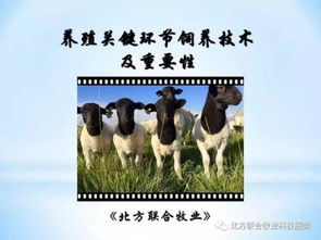 谁能压住属羊人:属羊人的天劫与守护者,谁才是他们命中的关键支撑? 谁能压住属羊人:属羊人的天劫与守护者,谁才是他们命中的关键支撑?