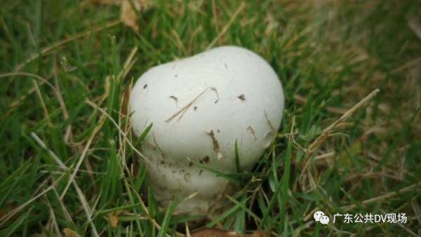 四种人不宜吃加味逍遥丸:加味逍遥丸不能乱吃?这4类人群要特别注意! 四种人不宜吃加味逍遥丸:加味逍遥丸不能乱吃?这4类人群要特别注意!