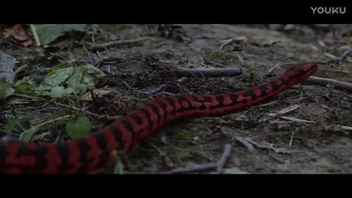 梦见蛇缠身女性:解密梦境,梦见蛇缠身女性的隐喻与启示 梦见蛇缠身女性:解密梦境,梦见蛇缠身女性的隐喻与启示