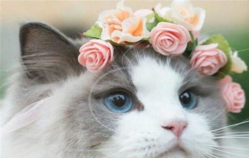 女人梦见被猫缠着甩不掉:女人梦见被猫缠着甩不掉,是预示了什么? 女人梦见被猫缠着甩不掉:女人梦见被猫缠着甩不掉,是预示了什么?