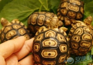 做梦梦到乌龟是什么意思:解密梦境,频繁梦到乌龟,这些隐藏信息你读懂了吗? 做梦梦到乌龟是什么意思:解密梦境,频繁梦到乌龟,这些隐藏信息你读懂了吗?