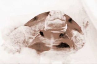 做梦梦到乌龟是什么意思:解密梦境,频繁梦到乌龟,这些隐藏信息你读懂了吗? 做梦梦到乌龟是什么意思:解密梦境,频繁梦到乌龟,这些隐藏信息你读懂了吗?