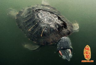 做梦梦到乌龟是什么意思:解密梦境,频繁梦到乌龟,这些隐藏信息你读懂了吗? 做梦梦到乌龟是什么意思:解密梦境,频繁梦到乌龟,这些隐藏信息你读懂了吗?