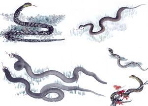 属蛇人一生的三次大劫:属蛇人一生需防三次劫数,30岁破财关,45岁健康劫,60岁生死劫 属蛇人一生的三次大劫:属蛇人一生需防三次劫数,30岁破财关,45岁健康劫,60岁生死劫