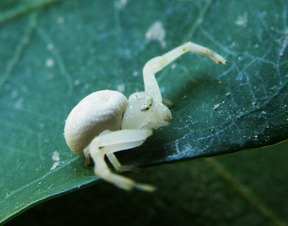 梦见好多蜘蛛网是什么预兆:梦见好多蜘蛛网是什么预兆?解密梦境背后的隐藏信息 梦见好多蜘蛛网是什么预兆:梦见好多蜘蛛网是什么预兆?解密梦境背后的隐藏信息