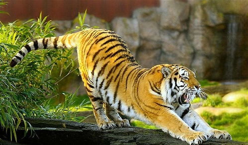 1978年属什么生肖属相:1978年出生属什么生肖?准确解析你的生肖与命运轨迹 1978年属什么生肖属相:1978年出生属什么生肖?准确解析你的生肖与命运轨迹