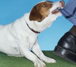 做梦梦见被狗咬是什么意思:做梦梦见被狗咬是什么意思? 做梦梦见被狗咬是什么意思:做梦梦见被狗咬是什么意思?