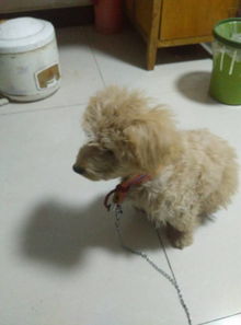 做梦梦见被狗咬是什么意思:做梦梦见被狗咬是什么意思? 做梦梦见被狗咬是什么意思:做梦梦见被狗咬是什么意思?