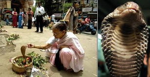 女人总是隔三差五梦见蛇:解密梦境,为何女性频繁梦见蛇? 女人总是隔三差五梦见蛇:解密梦境,为何女性频繁梦见蛇?