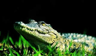 孕妇梦见鳄鱼生男生女:孕妇梦见鳄鱼,生男生女的秘密藏在传统文化与科学解读中? 孕妇梦见鳄鱼生男生女:孕妇梦见鳄鱼,生男生女的秘密藏在传统文化与科学解读中?