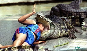 孕妇梦见鳄鱼生男生女:孕妇梦见鳄鱼,生男生女的秘密藏在传统文化与科学解读中? 孕妇梦见鳄鱼生男生女:孕妇梦见鳄鱼,生男生女的秘密藏在传统文化与科学解读中?