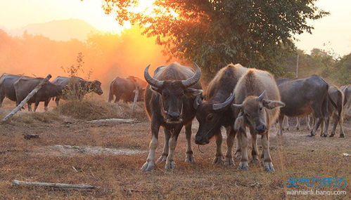 2022年属牛人的全年运势：2022年属牛人运势全解析，稳中求进，把握机遇的黄金年