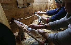 最残忍最快的减肥法:致命陷阱,揭秘最残忍最快的减肥法背后的真相 最残忍最快的减肥法:致命陷阱,揭秘最残忍最快的减肥法背后的真相