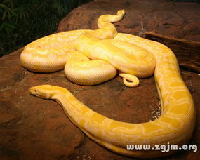 梦到大蛇是什么意思:梦到大蛇是什么意思?解析梦境中的神秘符号 梦到大蛇是什么意思:梦到大蛇是什么意思?解析梦境中的神秘符号