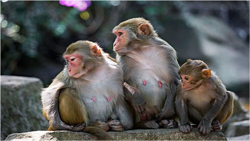 一辈子苦命的三大属相:一生坎坷难逃苦命三属相?民间流传的三大生肖命运解析 一辈子苦命的三大属相:一生坎坷难逃苦命三属相?民间流传的三大生肖命运解析