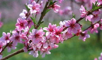 紫薇准还是八字准:紫薇命理与八字预测,谁更贴近你的真实人生? 紫薇准还是八字准:紫薇命理与八字预测,谁更贴近你的真实人生?