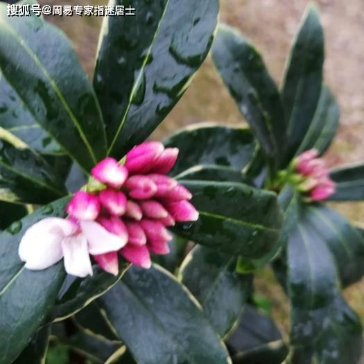 紫薇准还是八字准:紫薇命理与八字预测,谁更贴近你的真实人生? 紫薇准还是八字准:紫薇命理与八字预测,谁更贴近你的真实人生?