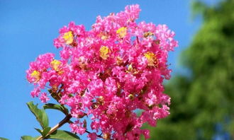 紫薇准还是八字准:紫薇命理与八字预测,谁更贴近你的真实人生? 紫薇准还是八字准:紫薇命理与八字预测,谁更贴近你的真实人生?