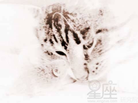 梦到老鼠是什么意思周公解梦:周公解梦,梦到老鼠是什么意思? 梦到老鼠是什么意思周公解梦:周公解梦,梦到老鼠是什么意思?