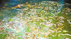 做梦梦到很多蛇是怎么回事:解密梦境,为何总梦到很多蛇? 做梦梦到很多蛇是怎么回事:解密梦境,为何总梦到很多蛇?