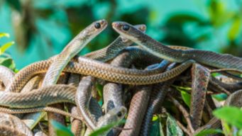 做梦梦到很多蛇是怎么回事:解密梦境,为何总梦到很多蛇? 做梦梦到很多蛇是怎么回事:解密梦境,为何总梦到很多蛇?