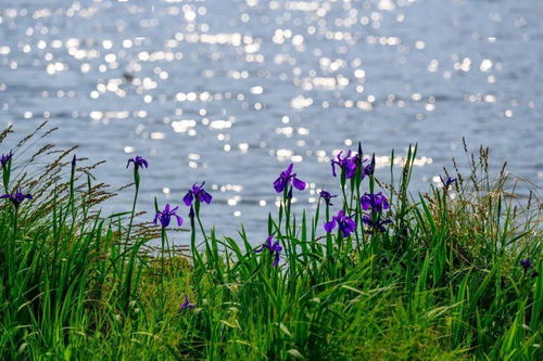 新浪星盘个人在线查询:新浪星盘个人在线查询,开启你的专属占星之旅,免费获取精准星盘解读 新浪星盘个人在线查询:新浪星盘个人在线查询,开启你的专属占星之旅,免费获取精准星盘解读