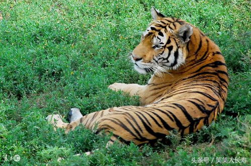 属虎几点出生大富大贵:属虎人运势解析,哪些时辰出生更易大富大贵? 属虎几点出生大富大贵:属虎人运势解析,哪些时辰出生更易大富大贵?