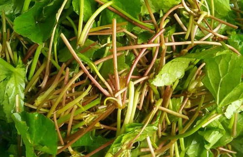 雷公根的功效与作用:雷公根,传统草药的现代养生宝,功效与作用全解析