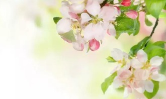 催姻缘的鲜花最好放几支:催姻缘的鲜花最好放几支?传统文化中的花语与爱情密码 催姻缘的鲜花最好放几支:催姻缘的鲜花最好放几支?传统文化中的花语与爱情密码