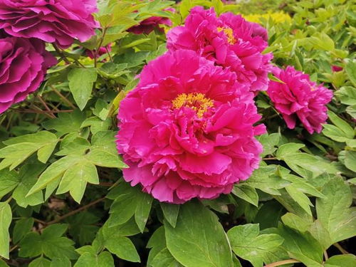 催姻缘的鲜花最好放几支:催姻缘的鲜花最好放几支?传统文化中的花语与爱情密码 催姻缘的鲜花最好放几支:催姻缘的鲜花最好放几支?传统文化中的花语与爱情密码