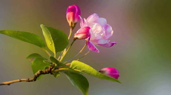 催姻缘的鲜花最好放几支:催姻缘的鲜花最好放几支?传统文化中的花语与爱情密码