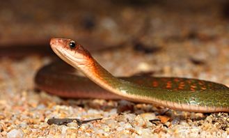 周公解梦 被蛇咬:周公解梦,被蛇咬的隐喻与启示 周公解梦 被蛇咬:周公解梦,被蛇咬的隐喻与启示