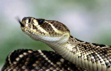 周公解梦 被蛇咬:周公解梦,被蛇咬的隐喻与启示 周公解梦 被蛇咬:周公解梦,被蛇咬的隐喻与启示