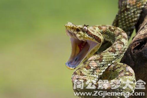 周公解梦梦见蛇缠脚:周公解梦,梦见蛇缠脚,是预示好运还是危机?