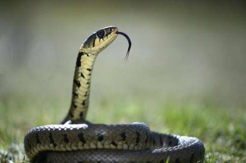 2025年蛇年梦见蛇解析:2025蛇年将至,梦见蛇竟是命运的暗示?解密蛇年梦境的玄机 2025年蛇年梦见蛇解析:2025蛇年将至,梦见蛇竟是命运的暗示?解密蛇年梦境的玄机