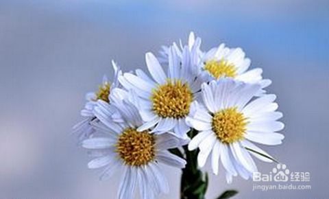 野菊花的功效与作用:野菊花的神奇功效与作用 野菊花的功效与作用:野菊花的神奇功效与作用