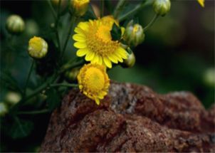 野菊花的功效与作用:野菊花的神奇功效与作用