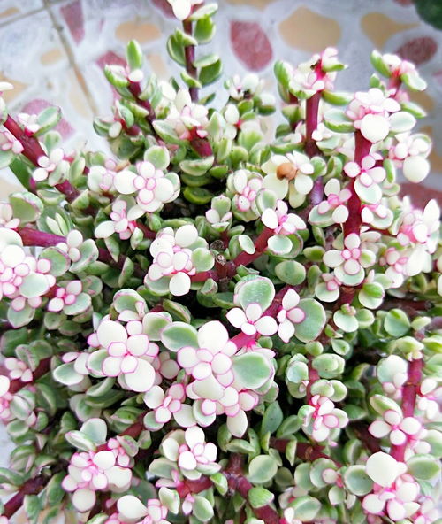 金鱼草:会跳舞的金鱼草,植物界的优雅舞者 金鱼草:会跳舞的金鱼草,植物界的优雅舞者