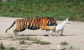 梦见老虎要吃我是什么意思:梦见老虎要吃我,解密梦境中的恐惧与隐喻 梦见老虎要吃我是什么意思:梦见老虎要吃我,解密梦境中的恐惧与隐喻