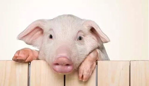 属猪属狗的结婚最佳吉日:2025年属猪属狗的婚嫁吉日指南,传统择日与注意事项